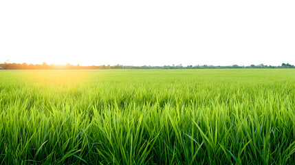 Fototapeta premium a vibrant landscape of a sprawling green field with the sun rising on the horizon, casting a warm glow over the scene