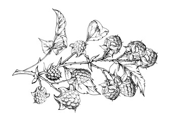 Raspberry leaves berries hanging on thorny branch vector ink hand drawn. Ripe garden dewberry mulberry loganberry. Isolated botanical illustration. Home preserves, cookbook, grocery store stationery