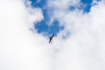 Black Kite in Flight Seen from Below on a Sunny Day with Light Clouds and Blue Sky