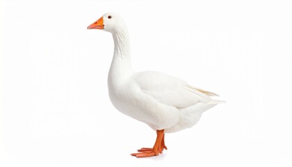 Obraz premium White domestic goose isolated on white background