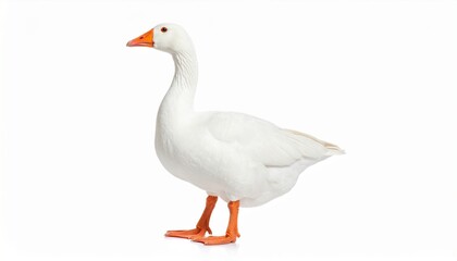 White domestic goose isolated on white background