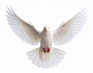 Obraz premium White jacobin pigeon standing isolated on white background