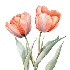 Tulips, watercolor painting vector, high quality, isolated on a white background.