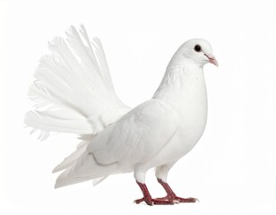 Naklejka premium White jacobin pigeon standing isolated on white background