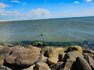 Seehunde Phoca vitulina am Strand 