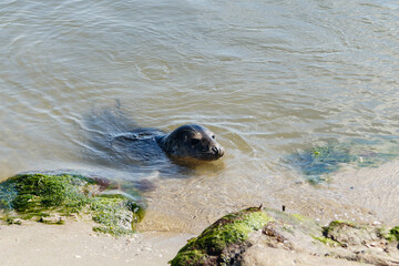 Seehunde Phoca vitulina am Strand 