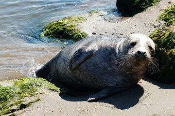 Seehunde Phoca vitulina am Strand 