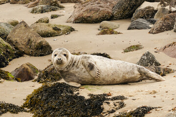 Seehunde Phoca vitulina am Strand 