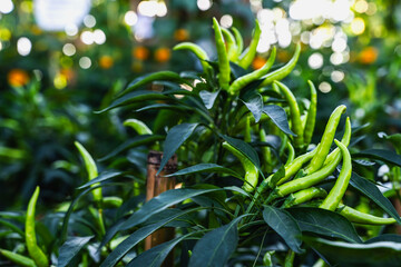 Fresh green chili peppers planting in homegrown backyard garden