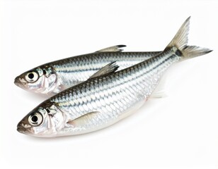 Naklejka premium Zebrafish Zebra Barb Danio rerio freshwater aquarium fish isolated on white backgroun