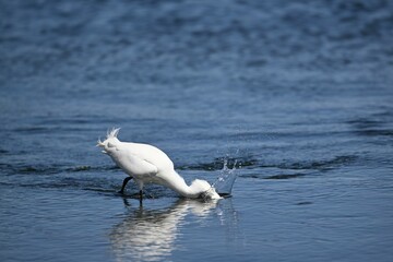 White egret catching fish in a calm blue water body, creating a splash with its beak submerged.