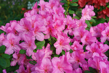 Blooming pink japan Azalea Ericaceae flowers, rhododendron flower macro, background. Evergreen decorative plant outdoor or in orangery in botanical garden. Gardeining, plant breeding