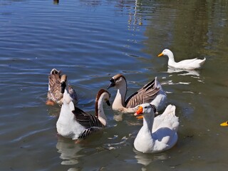 Fototapeta premium family of ducks
