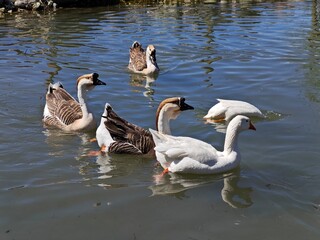 Obraz premium family of geese