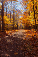 Peaceful woodland path surrounded by colorful fall foliage – a seasonal nature scene