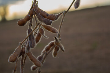 Close-up of a healthy soybean plant cultivated without genetic modification – organic and sustainable agriculture