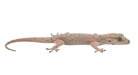 Fototapeta premium House Gecko Isolated on Transparent PNG Gecko, lizard, reptile, house gecko, wall gecko,