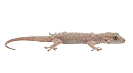House Gecko Isolated on Transparent PNG Gecko, lizard, reptile, house gecko, wall gecko,