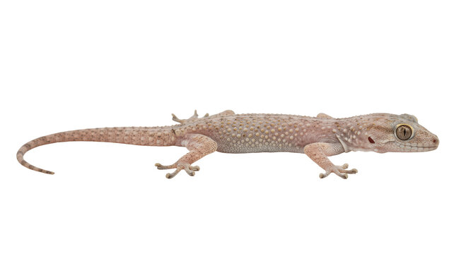 House Gecko Isolated on Transparent PNG Gecko, lizard, reptile, house gecko, wall gecko,