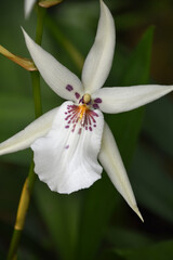 Pretty Flowering White Orchid in Bloom
