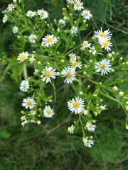 Detailed view of a white daisy with yellow center &ndash; simple and elegant floral image