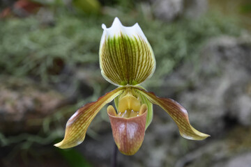 Fantastic Capture of a Yellow and Maroon Orchid