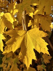 Peaceful woodland path surrounded by colorful fall foliage &ndash; a seasonal nature scene
