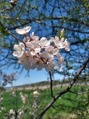 Delicate spring flowers on a blooming crabapple branch &ndash; soft colors and natural detail