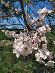 Delicate spring flowers on a blooming crabapple branch &ndash; soft colors and natural detail