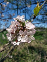 Delicate spring flowers on a blooming crabapple branch &ndash; soft colors and natural detail