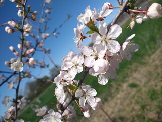 Delicate spring flowers on a blooming crabapple branch – soft colors and natural detail