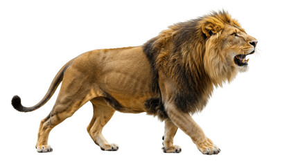 Obraz premium Roaring Adult Male Lion Walking on Transparent PNG Background, lion, male lion, adult lion, roaring, walking, feline, big cat
