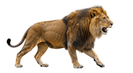 Roaring Adult Male Lion Walking on Transparent PNG Background, lion, male lion, adult lion, roaring, walking, feline, big cat