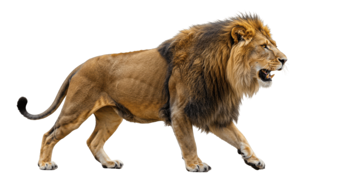 Roaring Adult Male Lion Walking on Transparent PNG Background, lion, male lion, adult lion, roaring, walking, feline, big cat