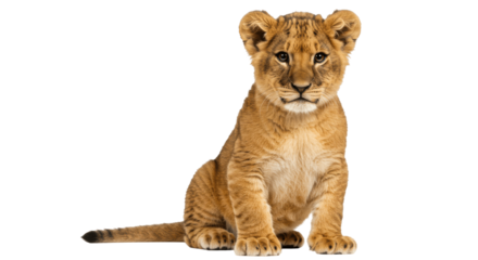 Cute Lion Cub Sitting and Looking at Camera on Transparent PNG Background, lion cub, lion, cub, baby animal, young animal, sitting, looking at camera, front view