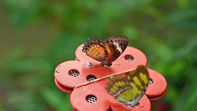 Close-Up of Red Lacewing Butterfly - Cethosia biblis