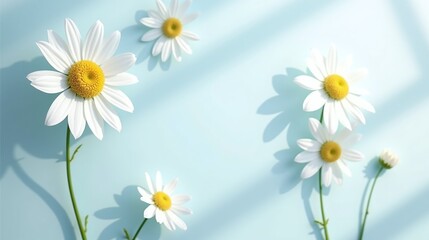 Obraz premium Daisy flowers on a serene, light blue background.