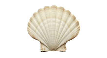 Obraz premium Scallop seashell isolated on transparent png background