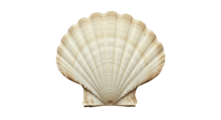Scallop seashell isolated on transparent png background