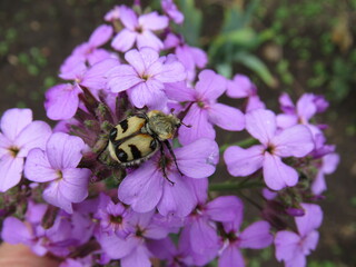 bee on flower