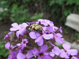 bee on flower