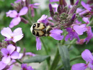 bee on flower