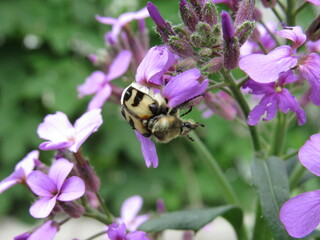 bee on pink flower