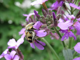 bee on flower