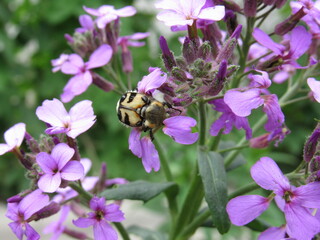 bee on flower
