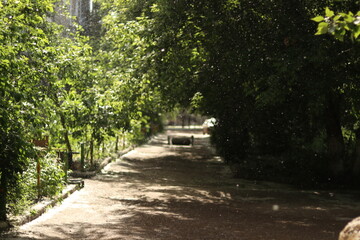 path in the park