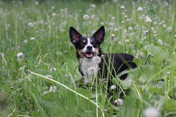 border collie puppy