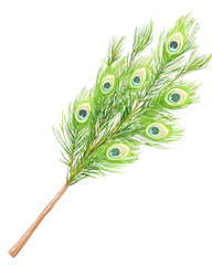 Obraz premium Vibrant green branch adorned with peacock feathers, showcasing intricate patterns and colors, evokes sense of nature beauty and elegance, Isolated on transparent background