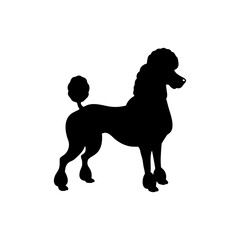 Poodle Dog Silhouette Isolated on Transparent Background