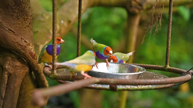 Close-Up of a Colorful Gouldian Finch - Chloebia gouldiae